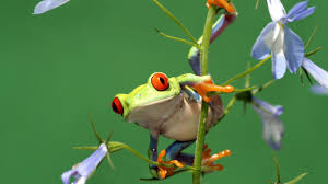 Forest at night wind in trees water running frogs crickets owls relax sleep stress release sounds. 11 Colorful Facts About The Red Eyed Tree Frog Mental Floss