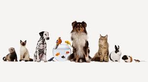 Read full story 12:27 (ist. First Care Pets Clinic Johar Town Lahore Branch Deals And Discounts Reviews Timings Peekaboo Guru