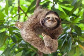 Three Toed Sloth Google Search Three Toed Sloth Slowest Animal Sloth