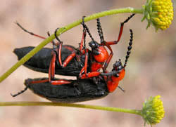 Blister beetles have a peculiar life cycle. Blister Beetles Ask A Biologist
