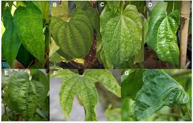 Image result for Dioscorea praehensilis