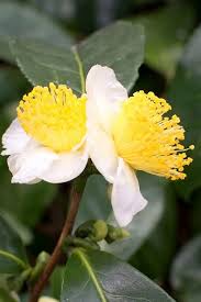 Image result for Camellia sinensis