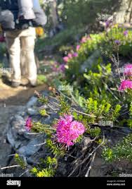 Image result for Phyllodoce breweri