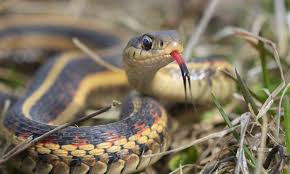 Fortunately, in most cases this fear is unfounded. Garter Snakes The Good The Bad And The Ugly Epm
