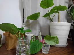 ウンベラータ 剪定しました こども1 きままきまぐれ植物日記