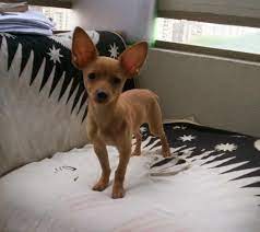 Hermoso Pinscher Miniatura Perros Toy Perro Pincher Ilustracion De Perro