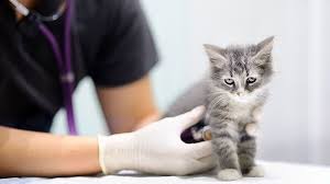 Yeni Dogan Kedi Asi Periyodu