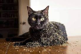 Photographer Takes Photos Of Cats High On Catnip And The Result Is Too Funny We Love Cats And Kittens Cats Cat Photo Russian Blue Cat