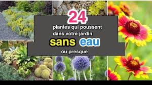 24 Plantes Qui Poussent Dans Votre Jardin Sans Eau Ou Presque Jardinage Faire Un Potager Jardins