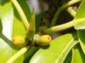 A white latex material appears when stems and/or leaves are broken. Ficus Elastica Wikipedia