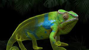 In this second video in maya 2018 on proper 3d mesh creation we are going to talk about quadrangulation, triangulation, mesh cleanup, ngons and game engines. News Neo Pangea