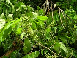 Image result for Crudia