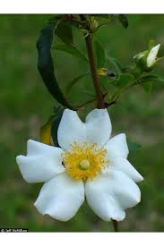 Image result for Rosa laevigata