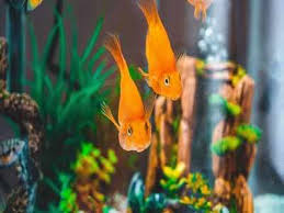 Shop for complete aquarium setups to build a great aquarium for your fishy friends. Aquarium Water Pump Maintain The Supply Of Air In Your Fish Tank Most Searched Products Times Of India
