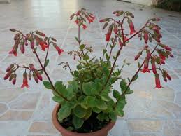 We did not find results for: Kalanchoe Tessa Pendent Flowered Kalanchoe World Of Succulents Blooming Succulents Succulents Long Lasting Flower