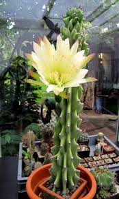 Unique looking pencil cactus has thin, succulent stems the width of a pencil, that branch upwards. 110 Best Cactus Plants For Home And Garden Ideas Cactus Plants Plants Cactus