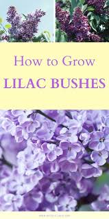 How To Grow A Lilac Bush For Beautiful Blooms In The Spring Natalie Linda Lilac Bushes Bushes And Shrubs Flower Garden Care
