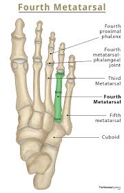 Image result for Metatarsal