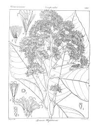 Image result for Monosis