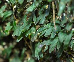 Image result for Crepidomanes chevalieri