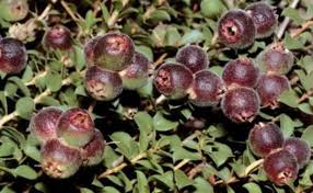 We did not find results for: Australian Native Plant Profile Muntries Kunzea Pomifera Dengarden