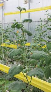 Check out top brands on ebay. Signs Your Greenhouse Cucumbers Need Calcium Greenhouse Canada