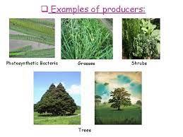 We did not find results for: What Is An Ecosystem Term Proposed By British