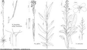 Image result for Turritis glabra