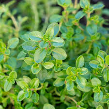 Check spelling or type a new query. How To Grow Thyme