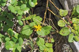 Image result for Triumfetta tomentosa