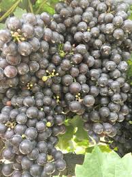 Barton in 1859 when he planted 60,000 grape vines. New Grape Cultivars Could Be Boost For Industry In Southeast Southeast Agnet