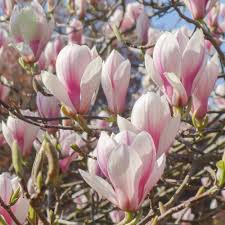 Magnolia is a large, ancient genus with fossilised specimens. Magnolia X Soulangeana Buy White Tulip Magnolia Trees