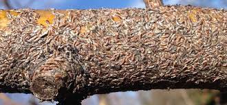Disse blomstene tiltrekker seg bier. Oystershell Scale The Art Of Creating Gardens