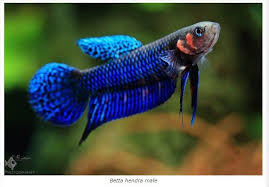 How To Catch Wild Betta Fish Successfully In The Wild Betta Betta Fish Fish