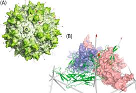 Image result for Gold 1997 AAV