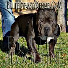 Regrettably, we do not have the resources to adopt out of state. Brute Dynasty Kennel American Pit Bull Terrier Breeder In Los Angeles California