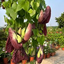 Image result for Aristolochia littoralis