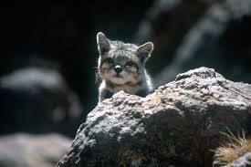 Each country has made individual laws to protect this wild cat. Ghost Of The Andes Materializes In Haunting Moment Global Wildlife Conservation