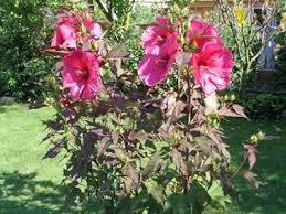 Mon Hibiscus Des Marais En Fleurs Toluna Ils ne font pas partie des hibiscus rustiques herbacés (coccineus et moscheutos) mais ils ont également une bonne rusticité au jardin. mon hibiscus des marais en fleurs toluna