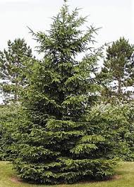A norway spruce in winter g. 9 Norway Spruce Ideas Norway Spruce Picea Abies Norway Spruce Tree