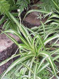 Image result for Chlorophytum stolzii