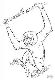 Do you like to color? Https Www Littlerockzoo Com Media 1769 Siamang Activities Pdf