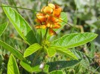 Image result for Equilabium laxiflorum