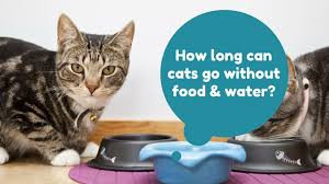 How long can cats go without food? How Long Can Cats Live Without Food And Water Cats Are On Top