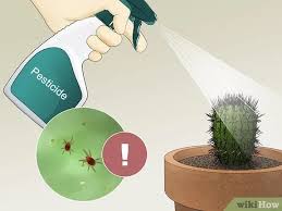 Find a pesticide that's safe for use on cacti or signs of an infestation include bugs crawling on the plant, sticky clear residue on the plant surface, holes or bite marks, and signs of rotting or drying out. 3 Ways To Care For A Cactus Wikihow