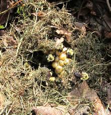 A bumble bee cartoon character with a honey dripping bumblebee comb hive honeycomb in the background. Bumble Bee Nest Horticulture And Home Pest News