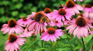 We did not find results for: Hardy Perennials Flowers That Come Back Year After Year Pictures