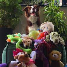 We did not find results for: Who Will Win The Genius Dog Contest Watch The Competition Begin The New York Times
