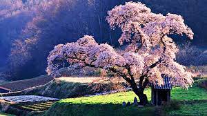 Cherry Blossom Wallpapers Top Free Cherry Blossom Backgrounds Wallpaperaccess