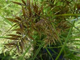 Image result for Pycreus niger